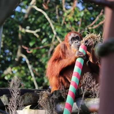 Christmas at Jersey Zoo_An orangutan opens his present