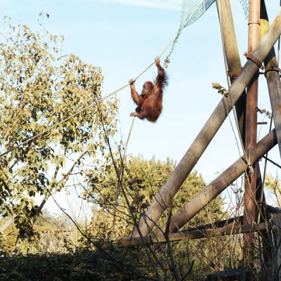 An orangutan swinging from a rope at Jersey Zoo
