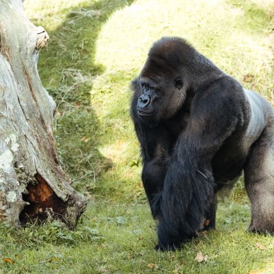 A Gorilla at Jersey Zoo