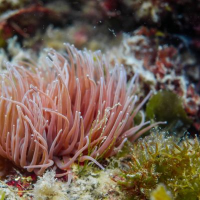 Pink underwater sea creature.