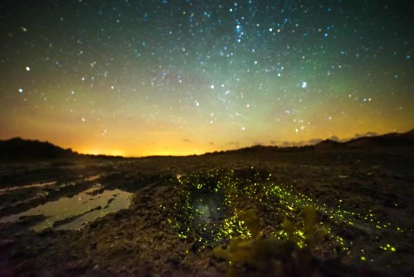 Bioluminescence on Grouville beach at night