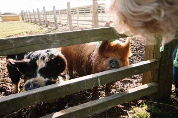 pigs poking their faces through a fence