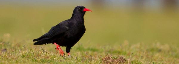 Chough walking through grass