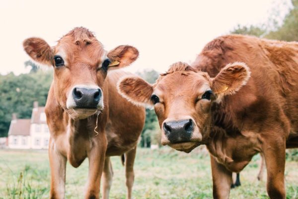 Close up of two Jersey cows grazing