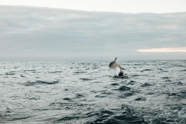 Dolphin pod in the sea