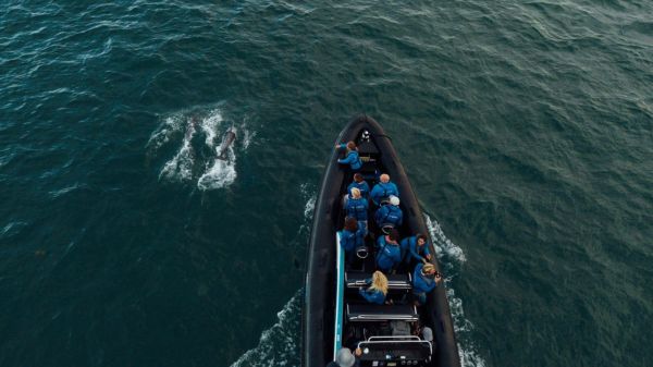 aerial view of RIB tour seeing dolphins