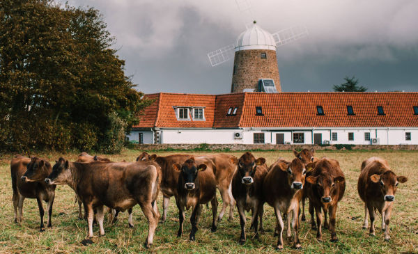 Cows at the windmill