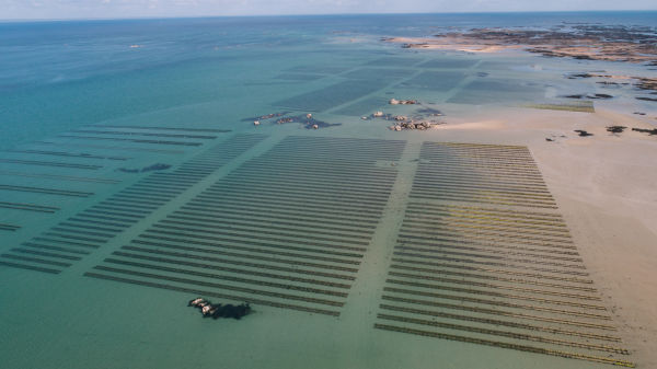 Oysters beds in the Royal Bay of Grouville