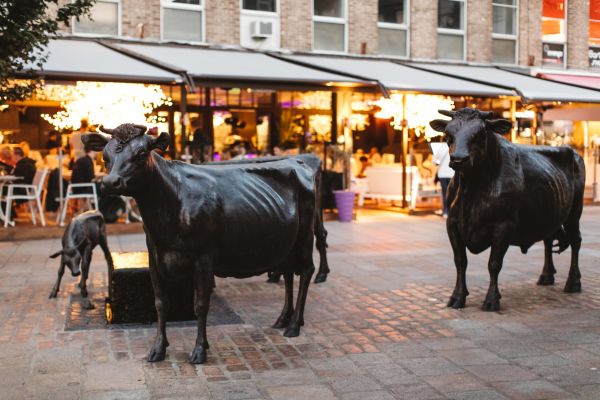 Cows Statues