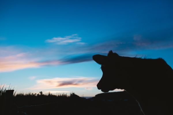 Vache jersiaise au coucher du soleil