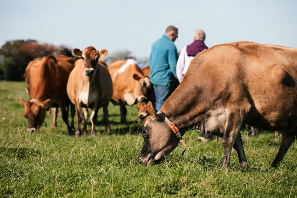 A field of Jersey cows