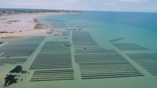 Grouville bay oyster beds