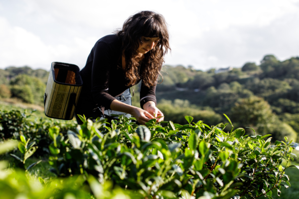 Eunice Pallot foraging Jersey fine tea