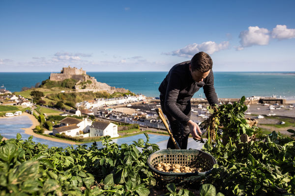 A man in a field digging Jersey Royal Potatoes with Mont Orgueil Castle in the background