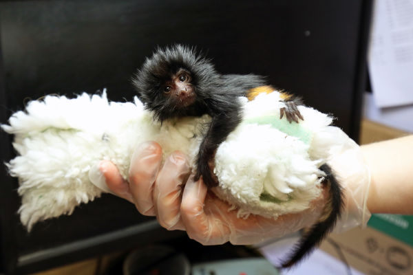 Baby Lion Tamarin at Jersey Zoo