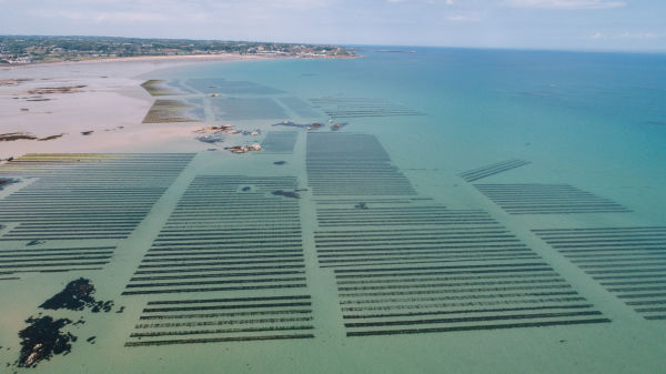 Oyster beds under the turquoise waters of low tide