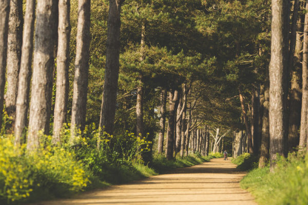 Railway walk gravel path surrounded by trees