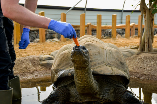 Tortoise eating carrot