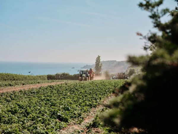 A tractor is pictured at the far end of a field of Jersey Royals, with the sea and Jersey