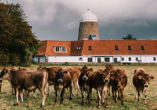 Cows at the windmill