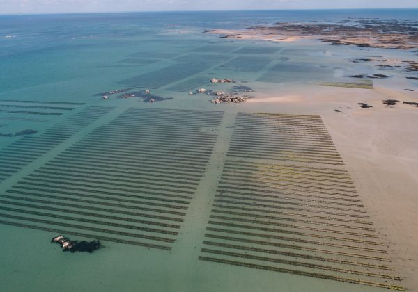 Oysters beds in the Royal Bay of Grouville