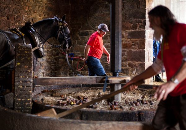 Apple press crushing apples at cider event