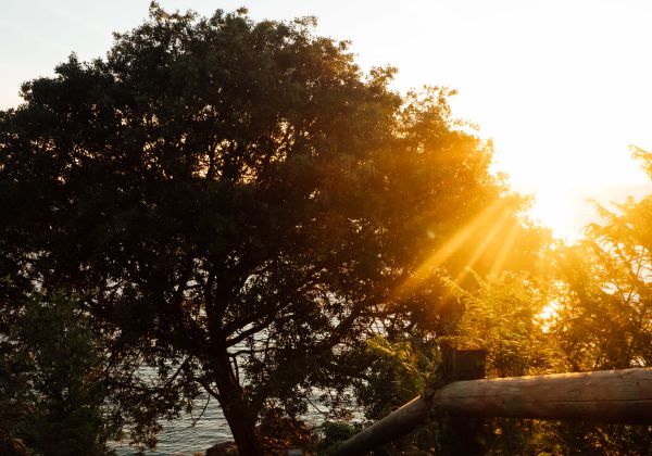 Sunrise and a tree