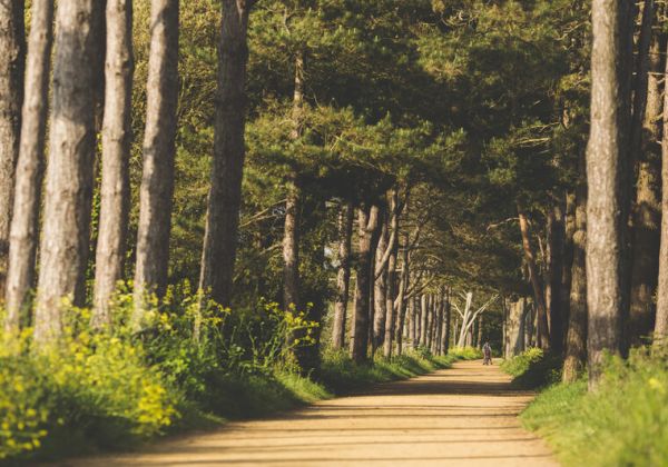 Railway walk gravel path surrounded by trees