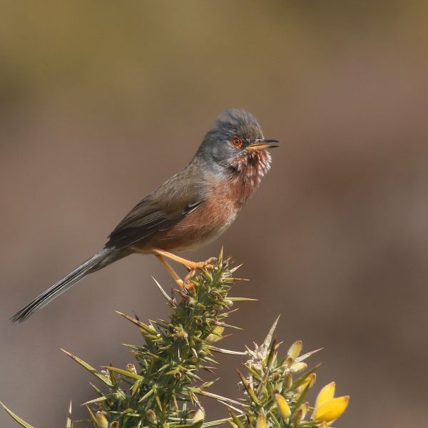 Dartford Warbler - by Mick Dryden