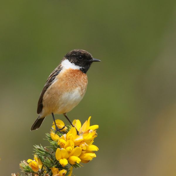 Stonechat - by Mick Dryden