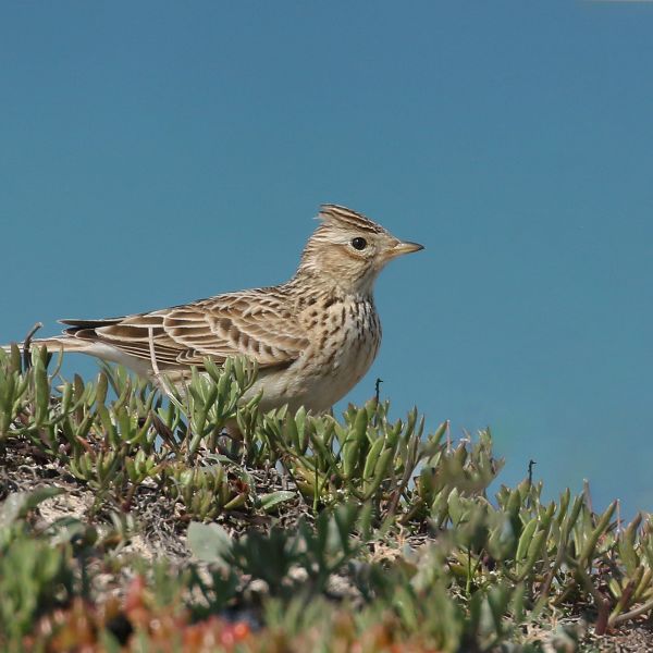 Skylark - by Mick Dryden