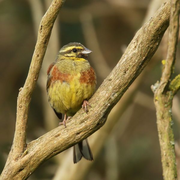 Cirl Bunting by Mick Dryden