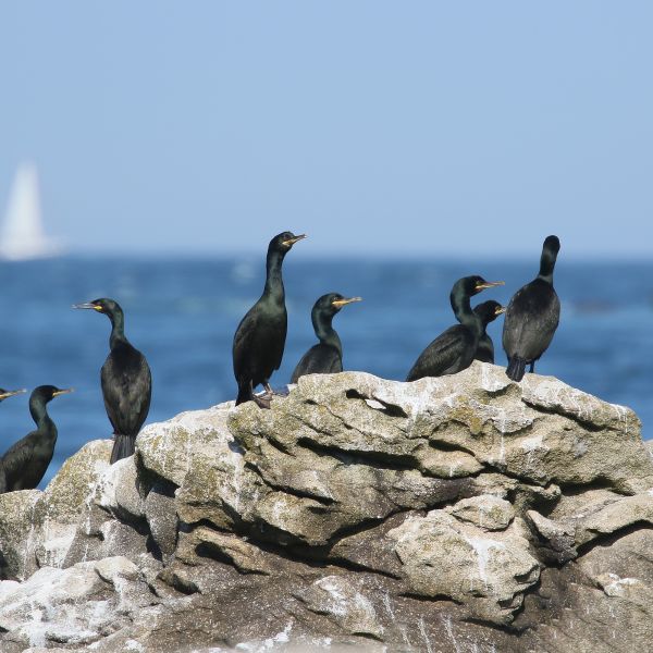 European Shag by Mick Dryden