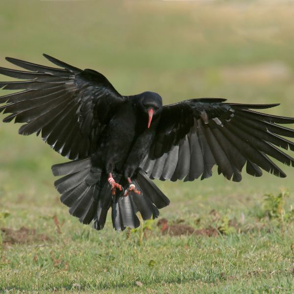 Red-billed Chough by Mick Dryden