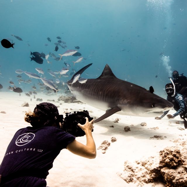 Underwater photo of a shark and divers