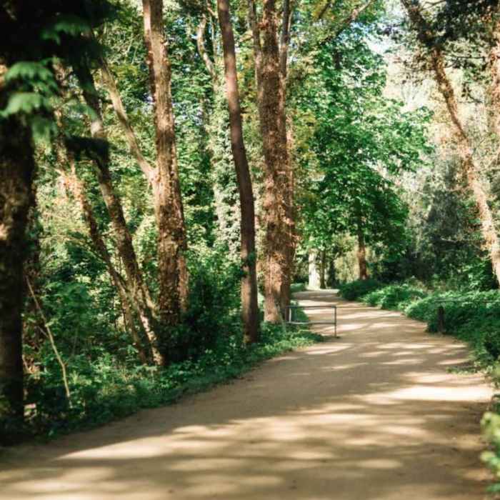 empty cycle track through woods