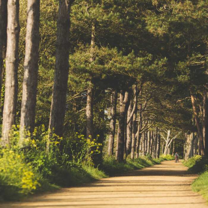 Railway walk gravel path surrounded by trees